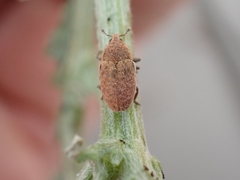 Larinus minutus