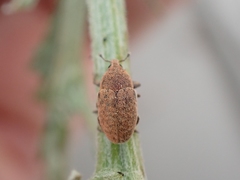 Larinus minutus