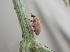 Larinus minutus