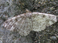 Protoboarmia simpliciaria