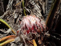 Protea scabriuscula