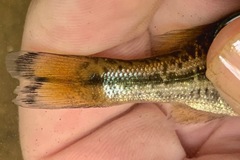 Micropterus henshalli