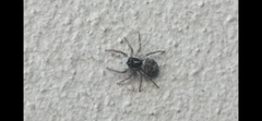 Menemerus semilimbatus
