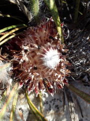 Protea scabriuscula
