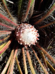 Protea scabriuscula