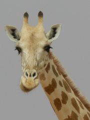 Giraffa camelopardalis peralta