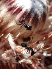 Myrmicaria nigra