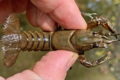 Cambarus acuminatus