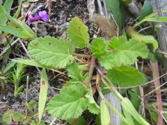 Pelargonium althaeoides