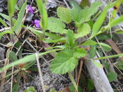 Pelargonium althaeoides