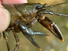 Cambarus acuminatus