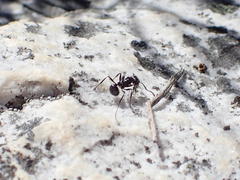 Myrmicaria nigra