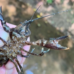 Cambarus acuminatus