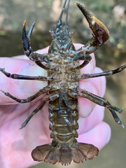 Cambarus acuminatus