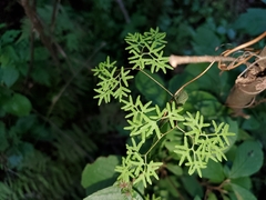 Lygodium palmatum image