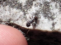 Myrmicaria nigra