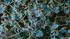 Tidestromia suffruticosa