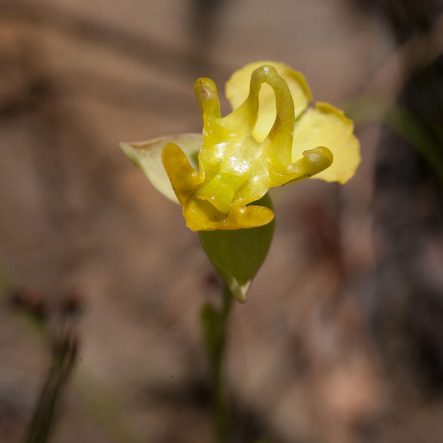 Hornlip Shield Orchid