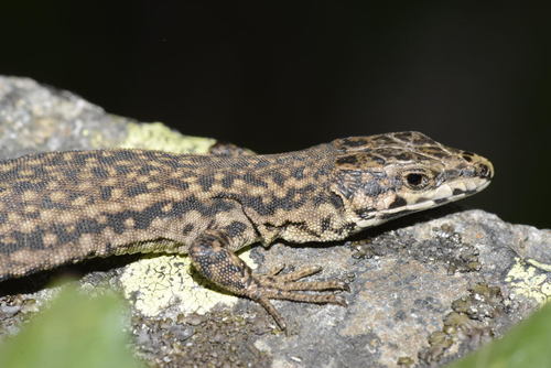 Catalonian Wall Lizard, photo 3 of 9