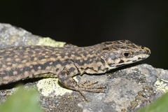 Catalonian Wall Lizard photo 3