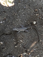 Uta stansburiana elegans