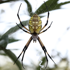Argiope aurantia