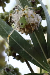 Peucetia viridans