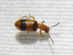 Cymatodera puncticollis