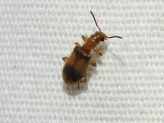 Cymatodera puncticollis