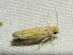 Pelochrista comatulana