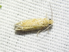 Pelochrista comatulana