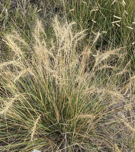 Image of Elymus longifolius by (c) Dominic Gentilcore, some rights reserved (CC BY)