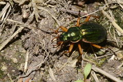Carabus auratus