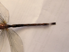 Gynacantha rosenbergi