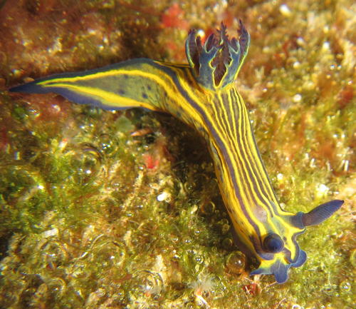 Polyceridae
