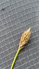 Carex micropoda