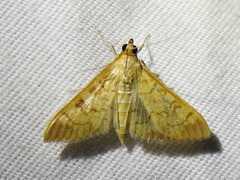 Mimorista