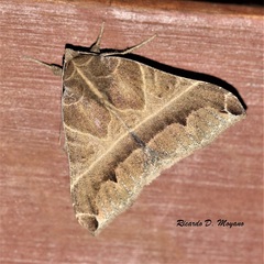 Ophisma sinuata