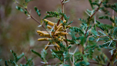 Prosopis pubescens