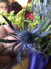 Eryngium amethystinum