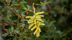 Prosopis pubescens