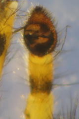Arctosa perita