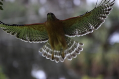 Buteo lineatus