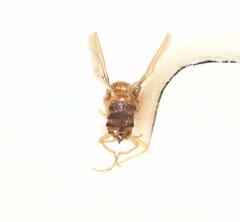 Drosophila tripunctata