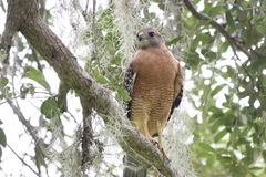 Buteo lineatus