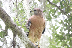 Buteo lineatus