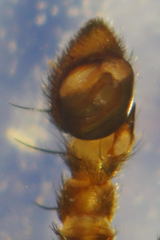 Thanatus formicinus