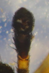 Pardosa hortensis