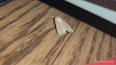Mythimna congrua