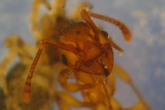 Myrmica sabuleti